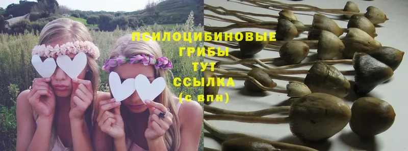 Галлюциногенные грибы Psilocybe  Москва 